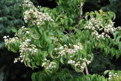 Heptacodium miconioides - sedmisyn - kvetoucí větve